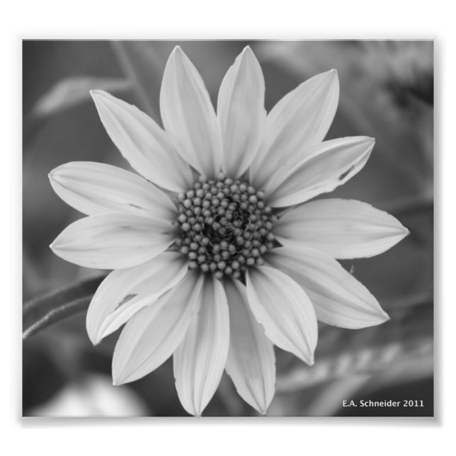 Black and White Daisy Foto von E.A. Schneider (Vorne)