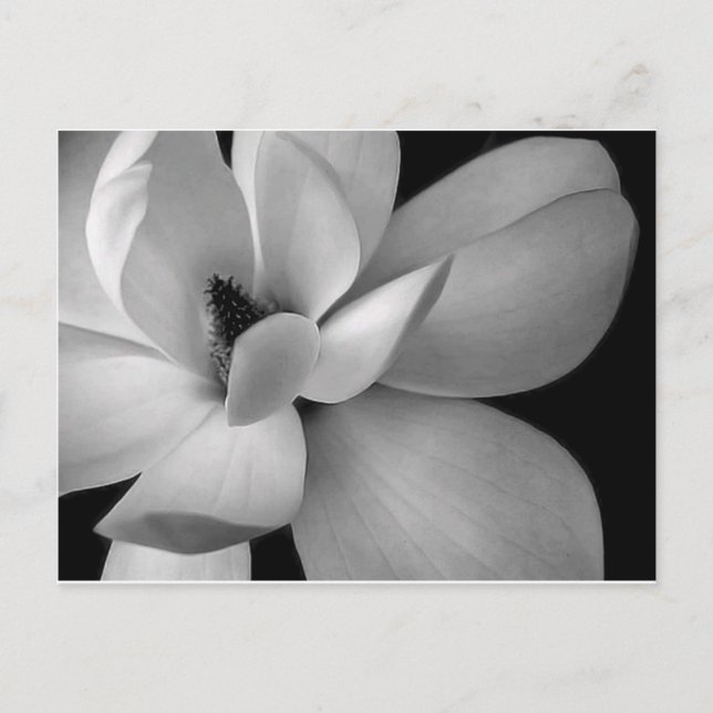 black-and-white-flower-7256-hd-wallpapers.jpg postkarte (Vorderseite)