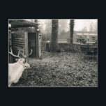 Black and white foto of reindeer and sleigh postkarte<br><div class="desc">In Beautiful Black and White Foto Portraying Reindeer Staring at Sleigh in Distanz. Perfekt for the festive season.</div>