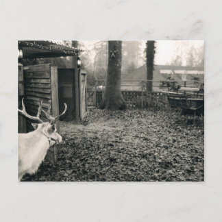 Black and white foto of reindeer and sleigh postkarte