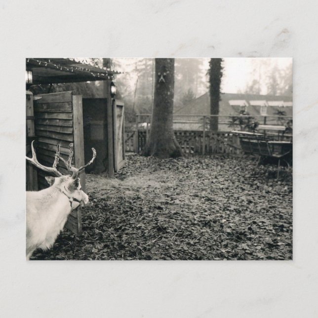 Black and white foto of reindeer and sleigh postkarte (Vorderseite)