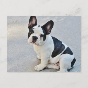 Black and White French Bulldog Postkarte
