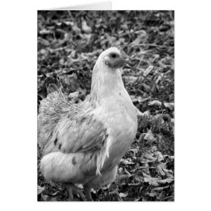 Black and White Hen All Chance Blank Greeting