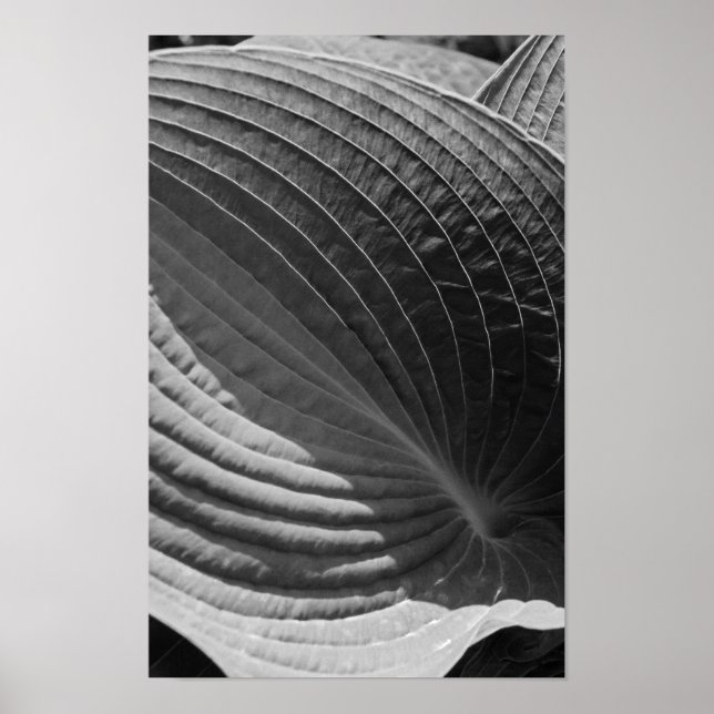 Black and White Hosta Leaf Poster (Vorne)