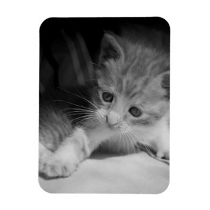 Black and White Kitten Fotograph Magnet