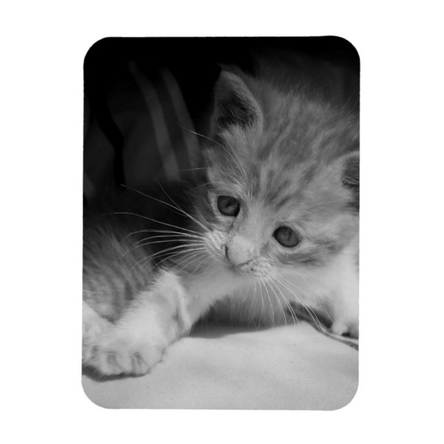 Black and White Kitten Fotograph Magnet (Vertikal)