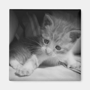 Black and White Kitten Fotograph Magnet