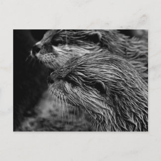 black and white otters postkarte