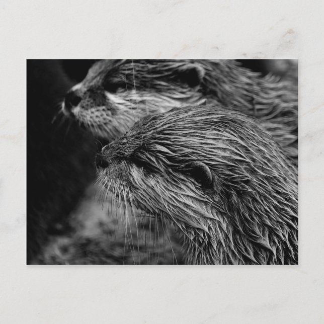 black and white otters postkarte (Vorderseite)