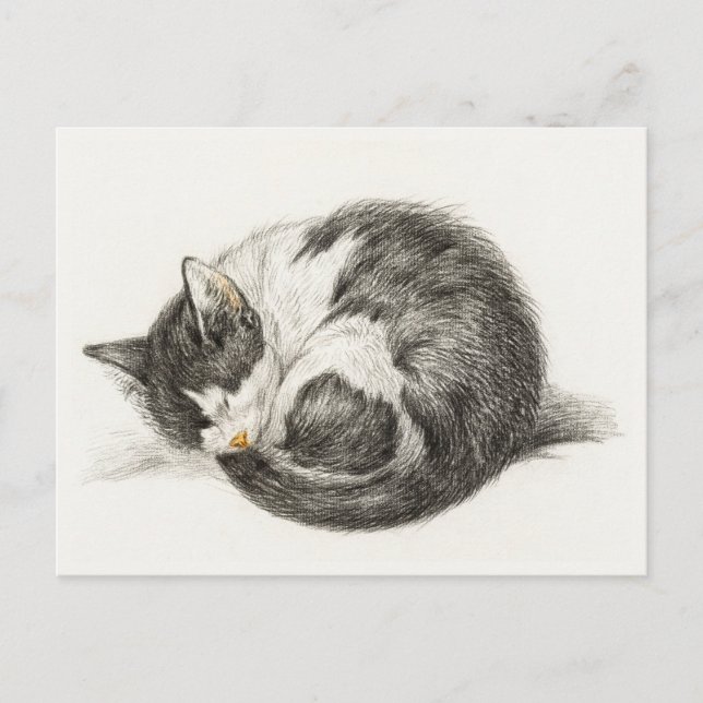 Black and white pencil drawing of a sleeping cat postkarte (Vorderseite)