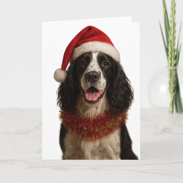 Black and white Springer Spaniel Christmas card Karte (Vorderseite)