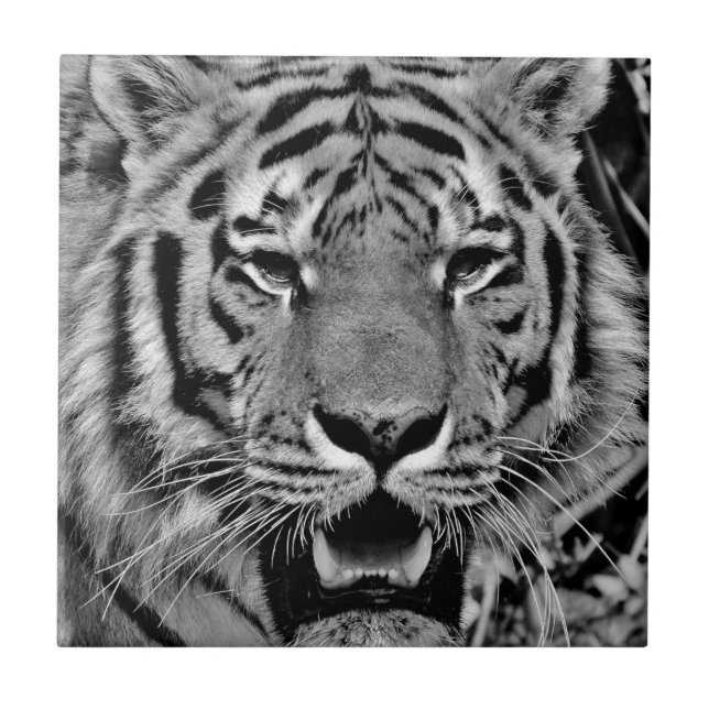 Black and White Tiger Face Fliese (Vorderseite)
