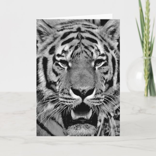Black and White Tiger Face Karte (Vorderseite)