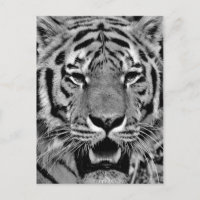Black and White Tiger Face