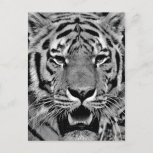 Black and White Tiger Face Postkarte