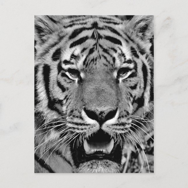 Black and White Tiger Face Postkarte (Vorderseite)