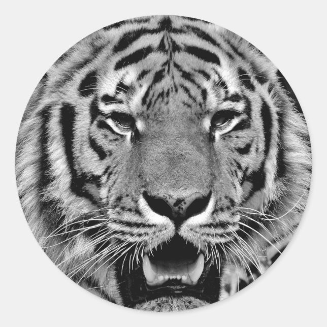 Black and White Tiger Face Runder Aufkleber (Vorderseite)