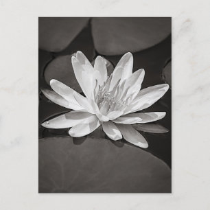 Black and White Water Lily Postkarte