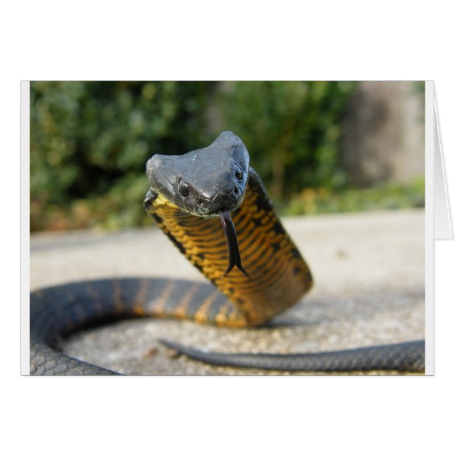 Black_and_yellow_kill_a_fellow (Vorderseite (Horizontal))