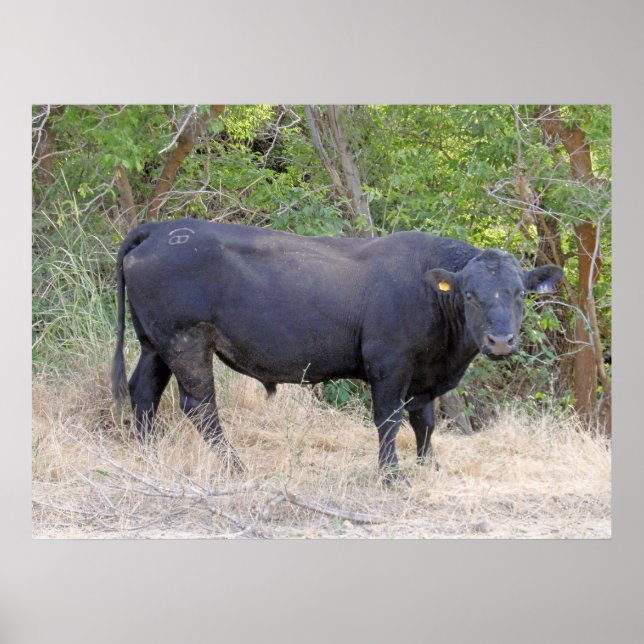 Black Angus Bull Poster (Vorne)
