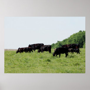 Black Angus Poster
