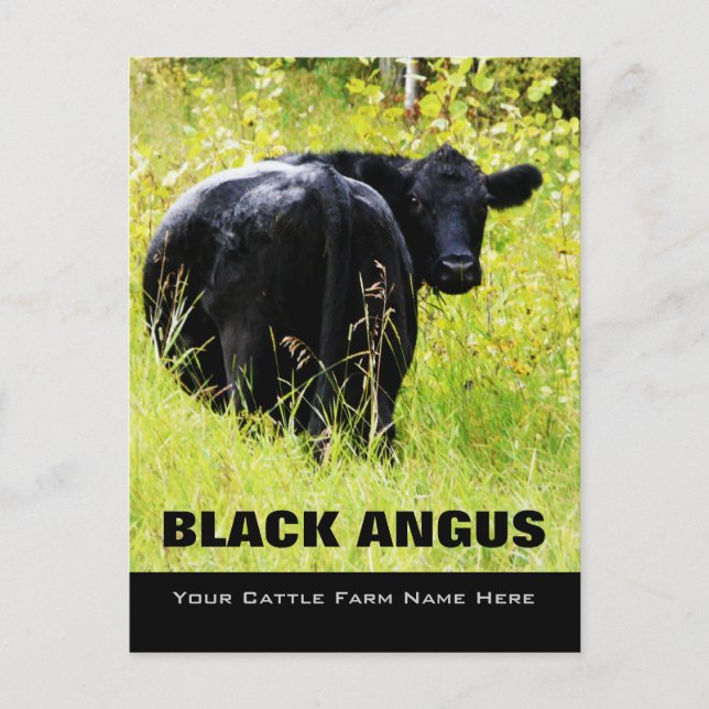 Black Angus Steer - Fügen Sie Ihren Rinder Ranglis Postkarte (Vorderseite)