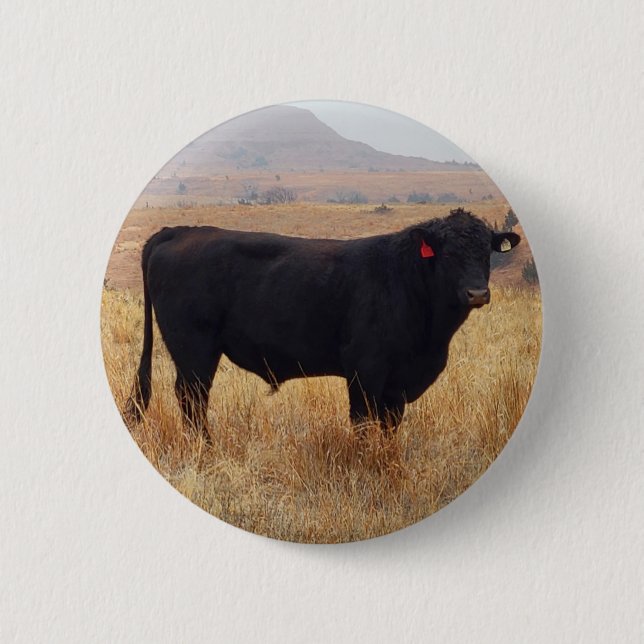 Black Angus Steer Grazing mit Herde Button (Vorderseite)