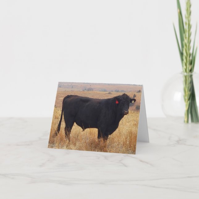 Black Angus Steer Grazing mit Herde Dankeskarte (Vorderseite)