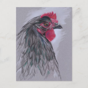 Black Australorp Hen Postkarte