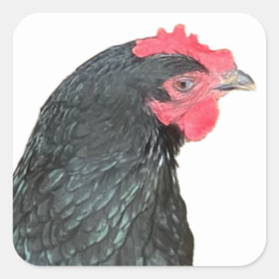 Black Australorp Hen Quadratischer Aufkleber