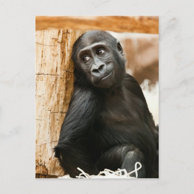 Black Baby Monkey Postkarte (Vorderseite)