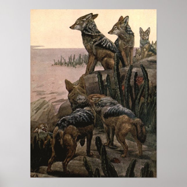 Black Backed Jackals von Winifred Austen Poster (Vorne)