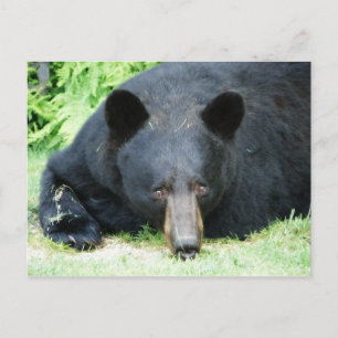 Black Bar - "Cubby" Postkarte