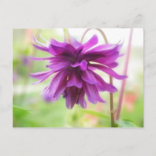 Black Barlow Columbine Postkarte