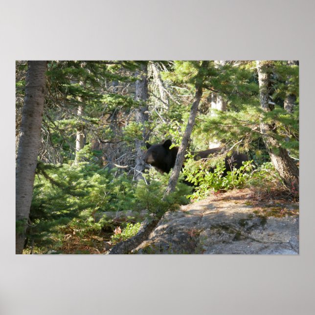 Black Bear at Grand Teton Poster (Vorne)