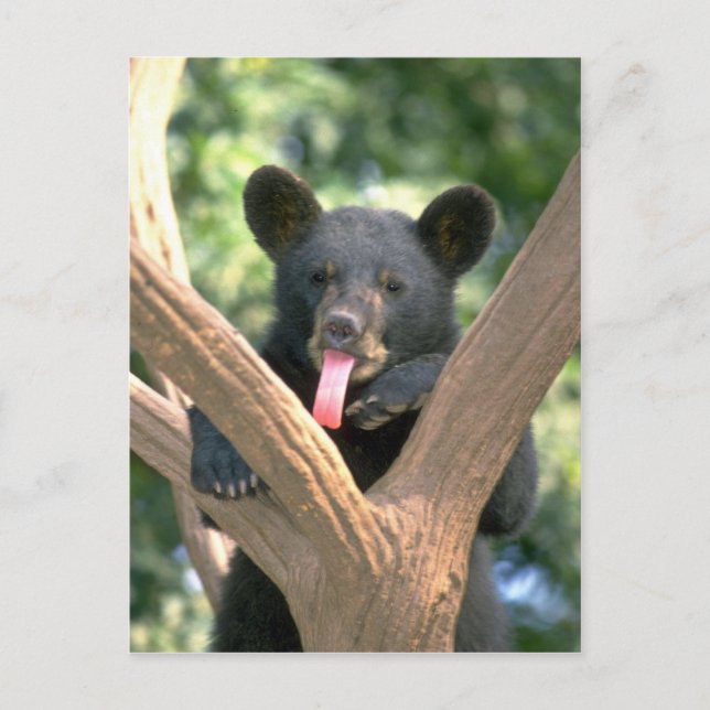 Black bear cub postkarte (Vorderseite)