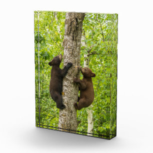 Black Bear Cubs Climbing Tree Fotoblock