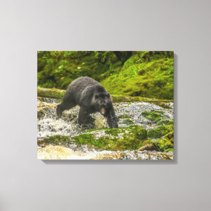 Black Bear Fischen   Qua Creek British Columbia Leinwanddruck