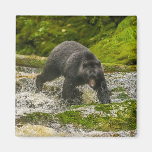 Black Bear Fischen Qua Creek British Columbia Magnet