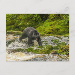 Black Bear Fischen   Qua Creek British Columbia Postkarte