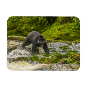 Black Bear Fishing Qua Creek British Columbia Magnet