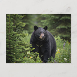 Black Bear im Banff National Park Kanada Postkarte
