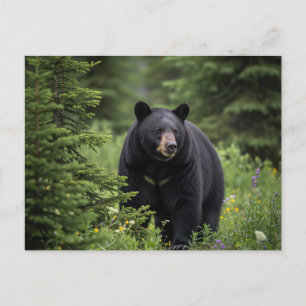 Black Bear im Banff National Park Kanada Postkarte