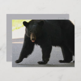 Black Bear in Cades Cove - Great Smokey Mountains  Postkarte