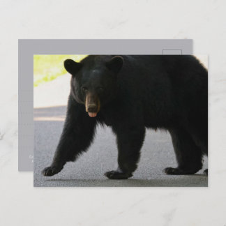 Black Bear in Cades Cove - Great Smokey Mountains  Postkarte