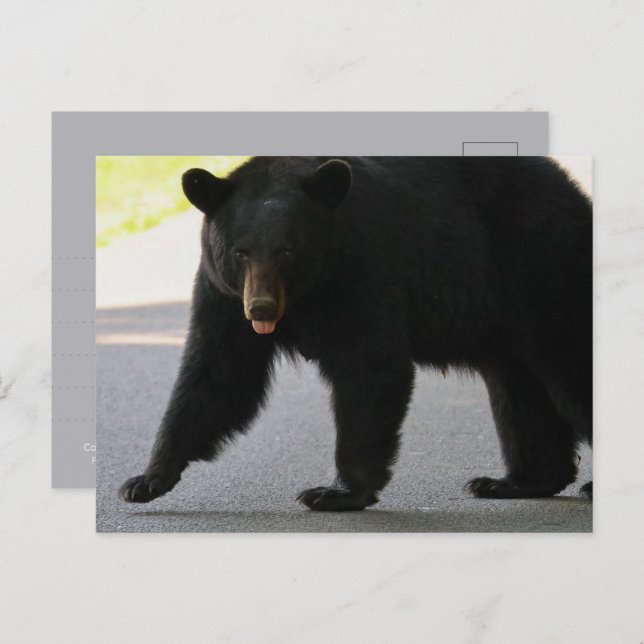 Black Bear in Cades Cove - Great Smokey Mountains  Postkarte (Vorne/Hinten)