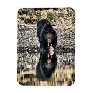 Black Bear Reflections Magnet
