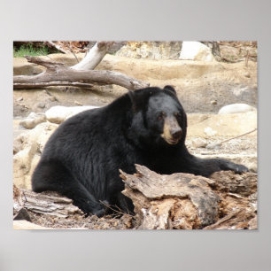 "Black Bear" von Carter L. Schäfer Poster