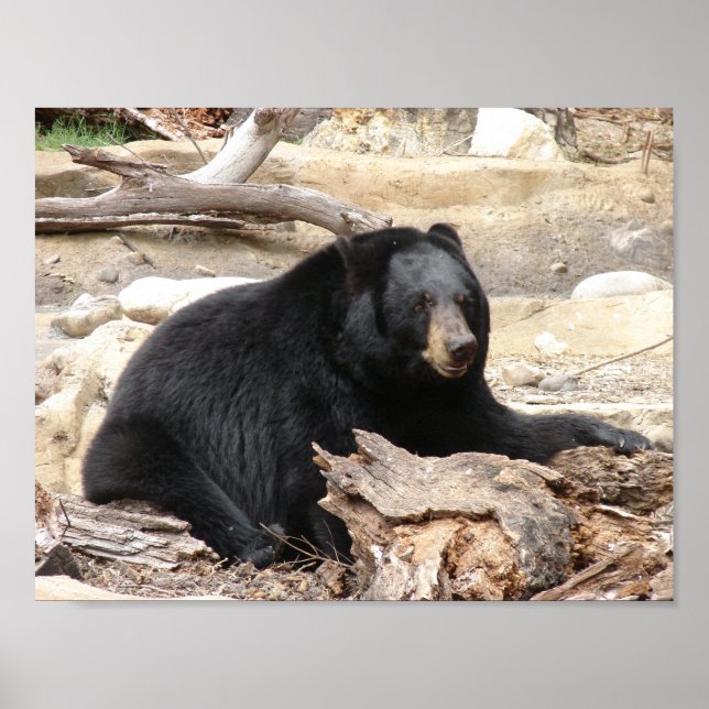 "Black Bear" von Carter L. Schäfer Poster (Vorne)