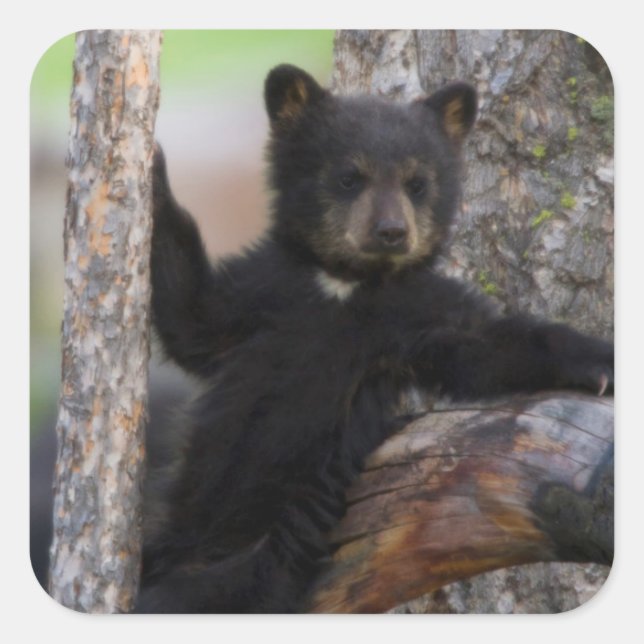 Black Bears Cub Lounging Quadratischer Aufkleber (Vorderseite)
